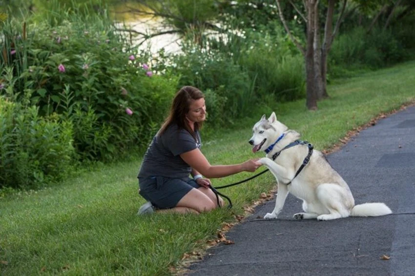 In the Spotlight: Pet Lovers Unite to Form Woofie's to Offer Personalized Pet Care