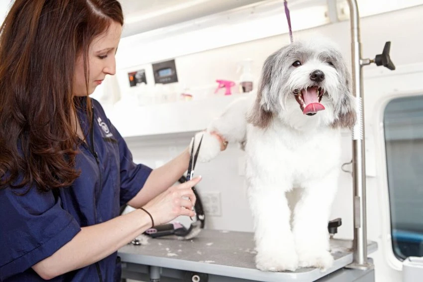 In the Spotlight: Pet Lovers Unite to Form Woofie's to Offer Personalized Pet Care